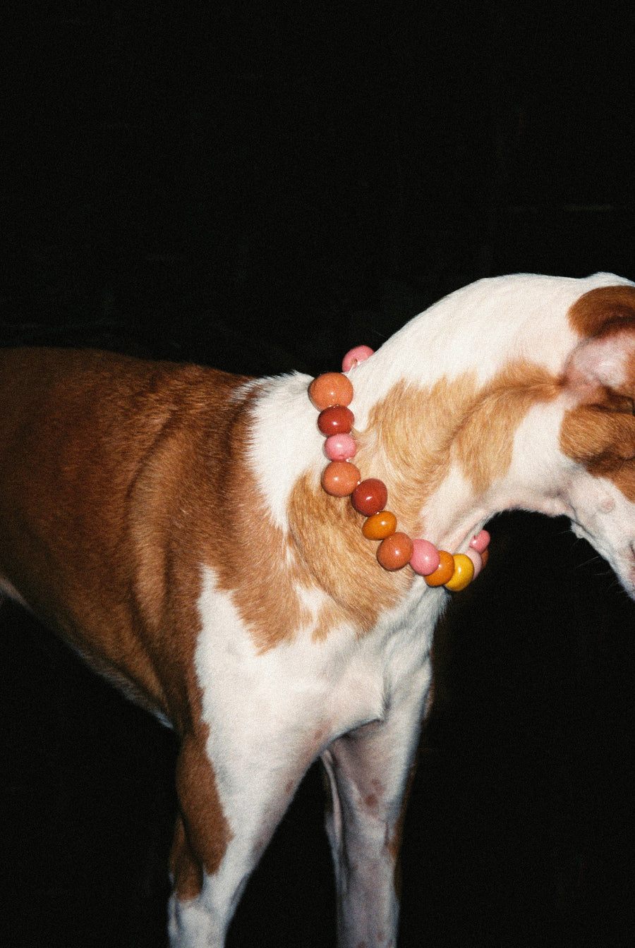 Dog wearing a beaded necklace