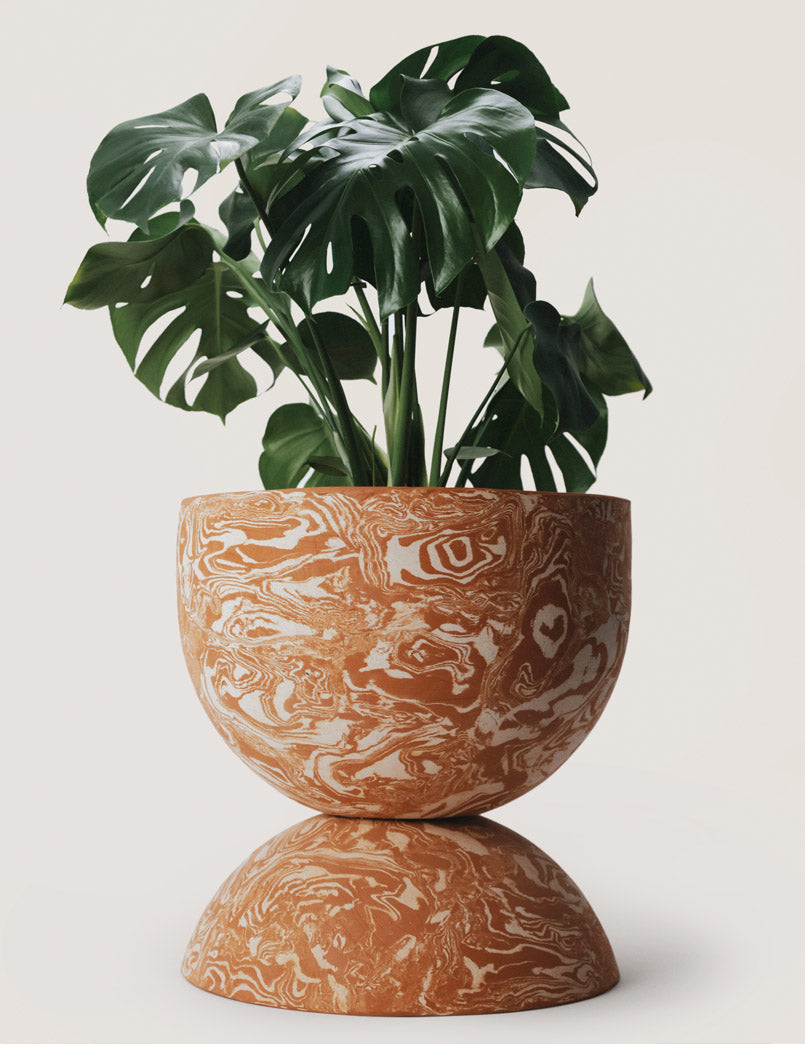 mycelium in potted plants Chubby Mycelium Large